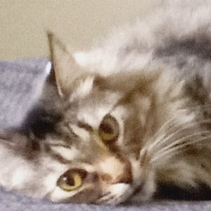 Meet your Posher, Maurice